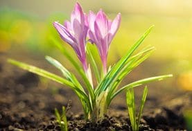 Saaten, Blumenerde, Rasen und auch Dünger