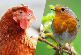 Tierfutter für Nutztiere und nicht domestizierte Tiere