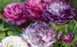 Oestreich Gartenbedarf